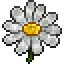 White Flower