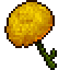 Yellow Puff Flower